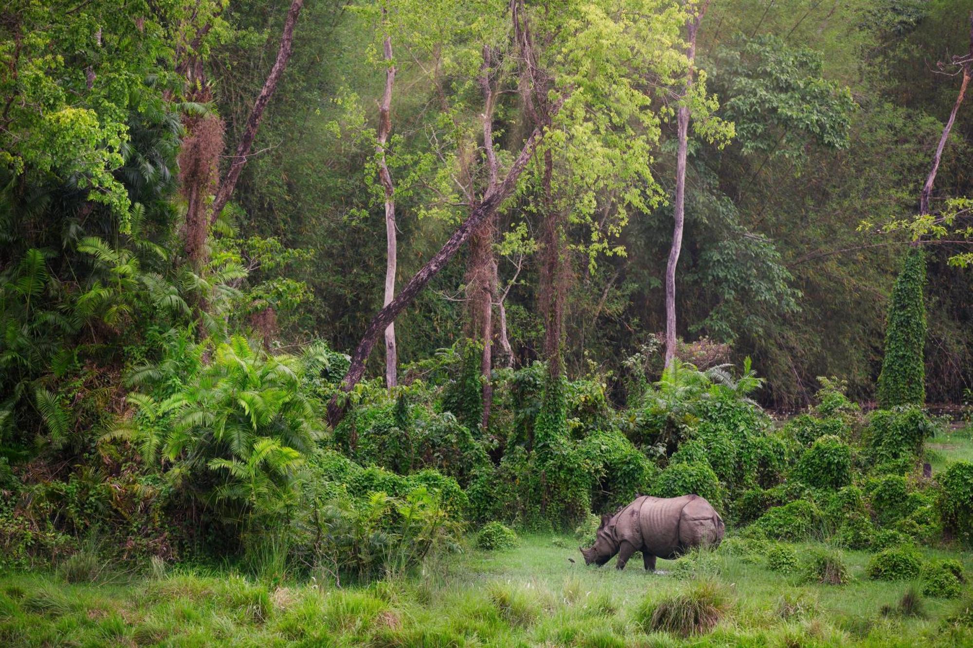 Green Mansions Jungle Resort Sauraha Exterior foto